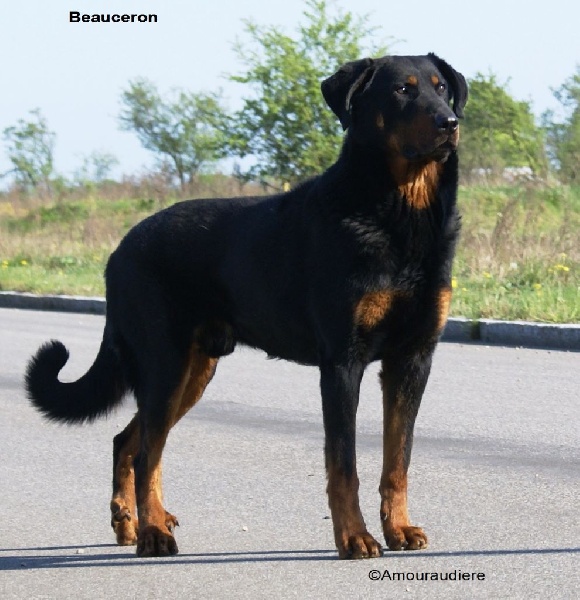 photos de nos chiens
